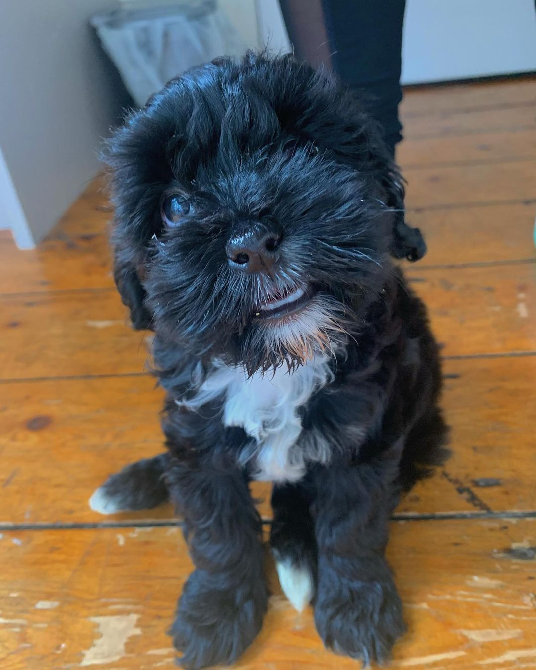 Teddy male Teddy male