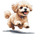 Fluffy Maltipoos Home