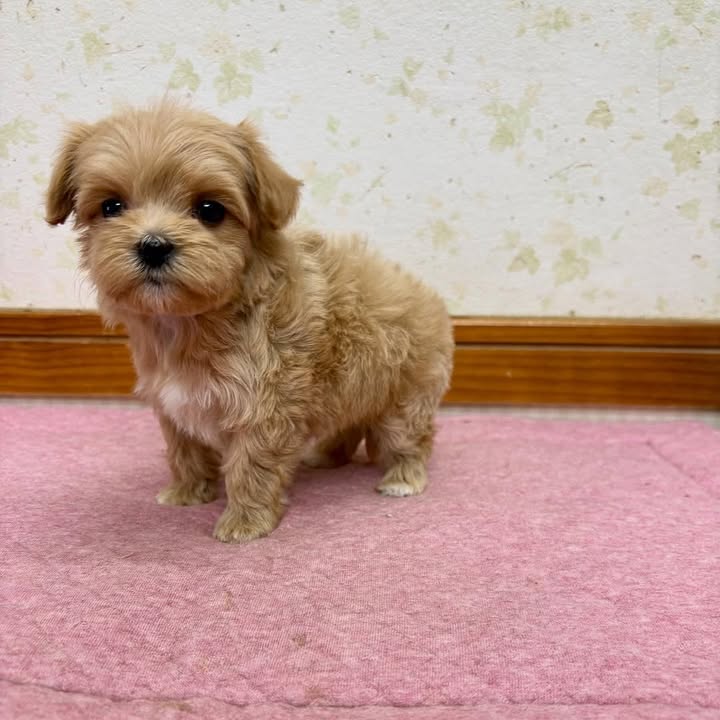milo male milo male