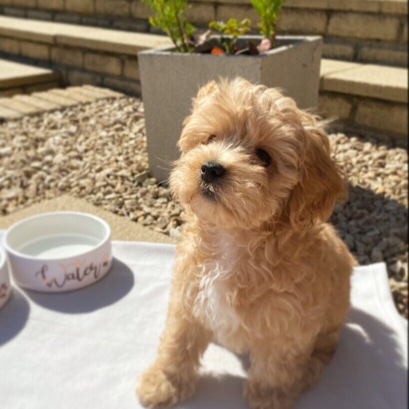 Bailey (20)