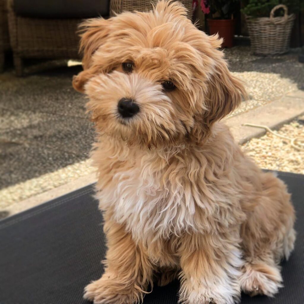 Bruno (24)
