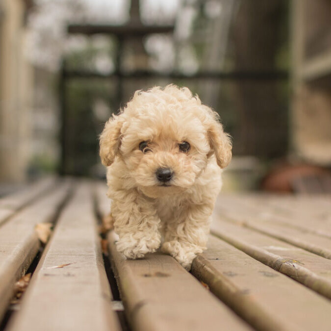 Maltipoo (2)