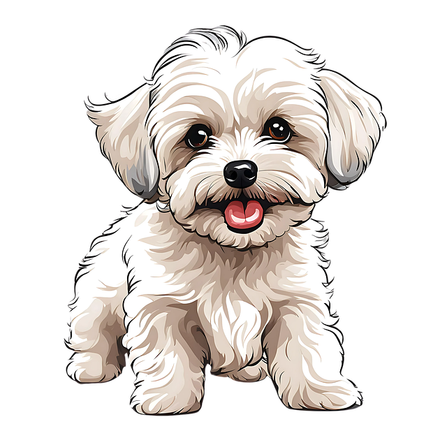 Maltipoo png (2)