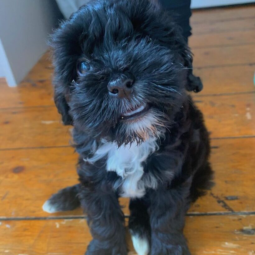 Teddy male