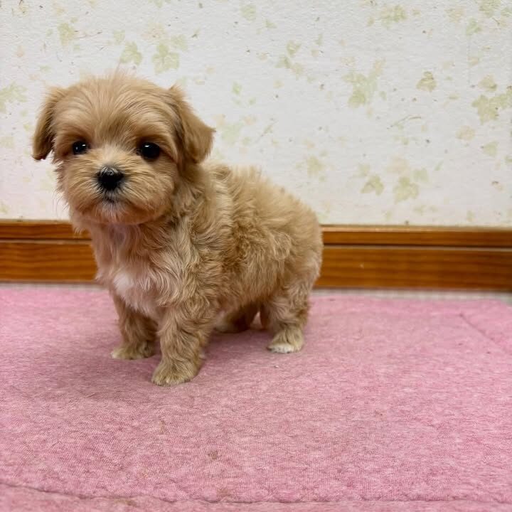 milo male